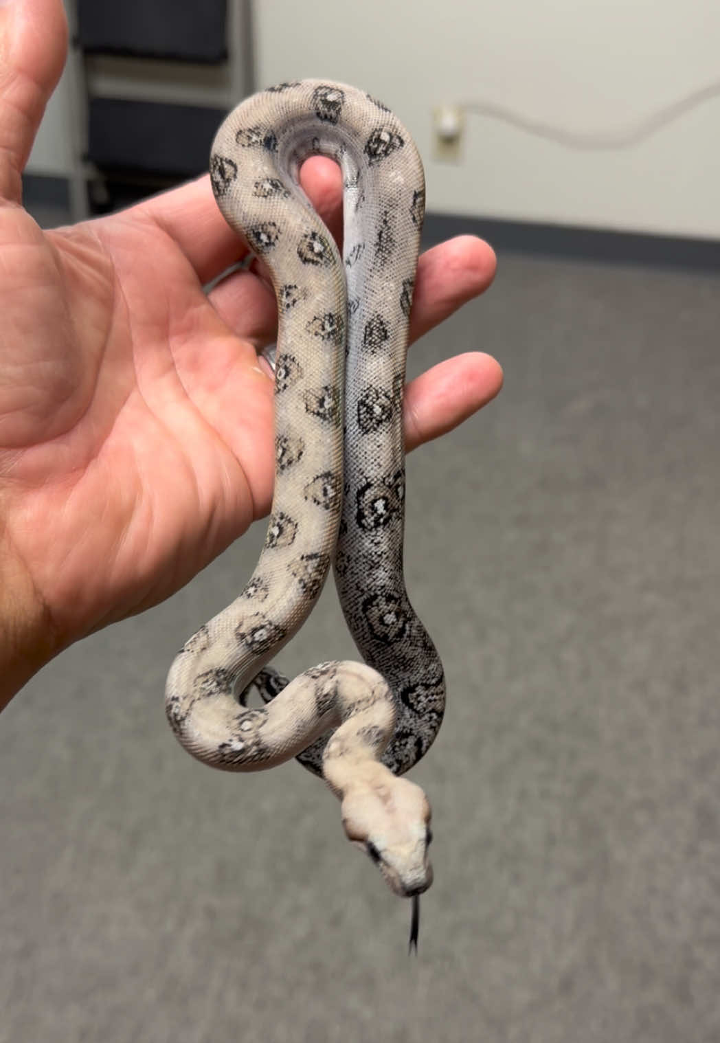 @Snake Country
