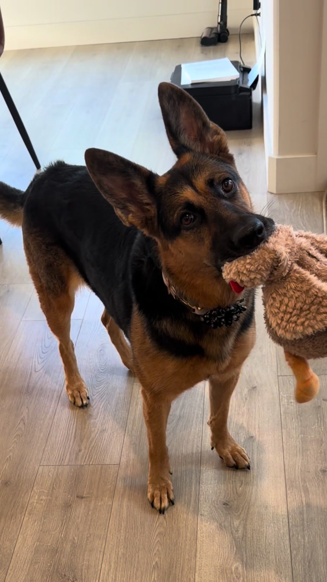 @Rory The Not-Working GSD