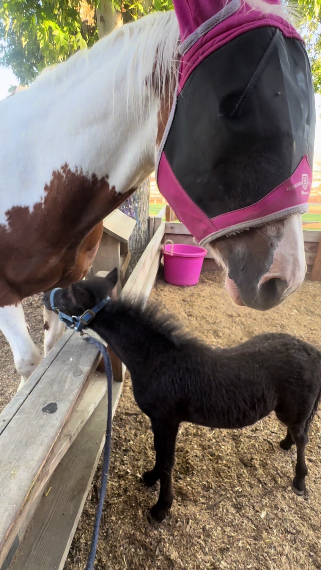 @Hot Sauce the Mini horse 🐎