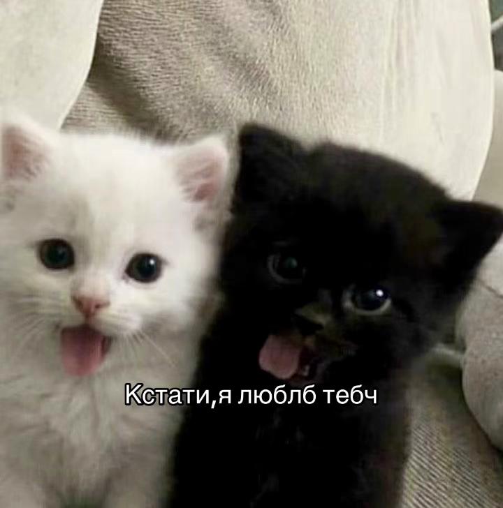 @Прошка67🐈⬛🪽