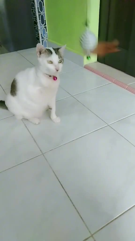 @mama meong♥️🐈🇮🇩🇲🇾_acro
