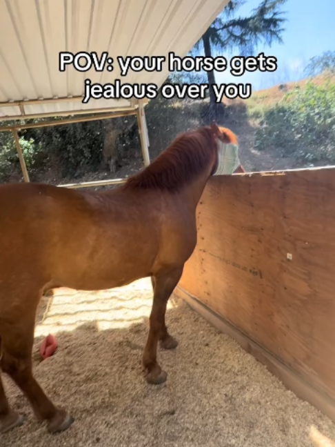 @Horses TikTok
