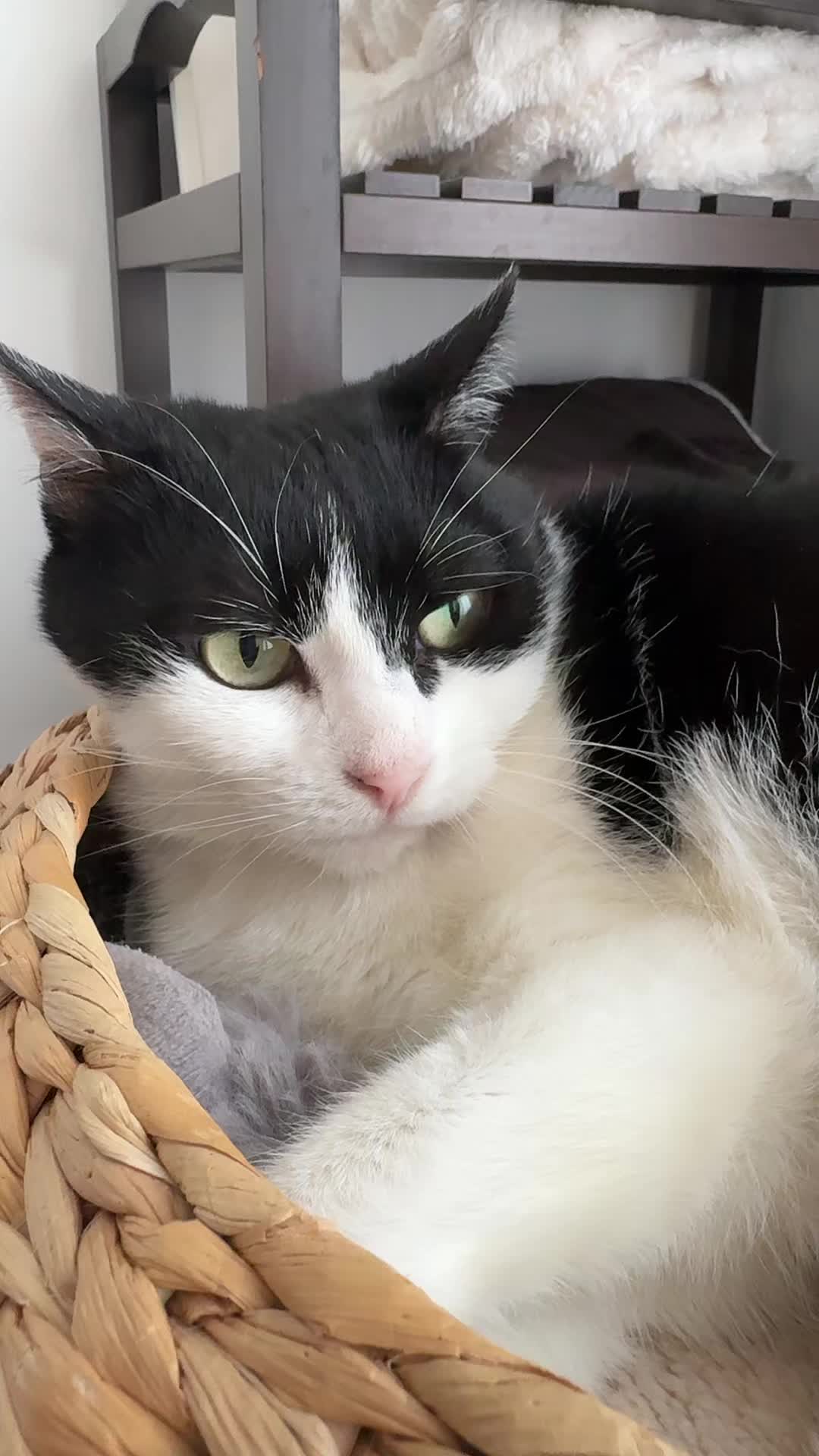 @Kobe the Kitty