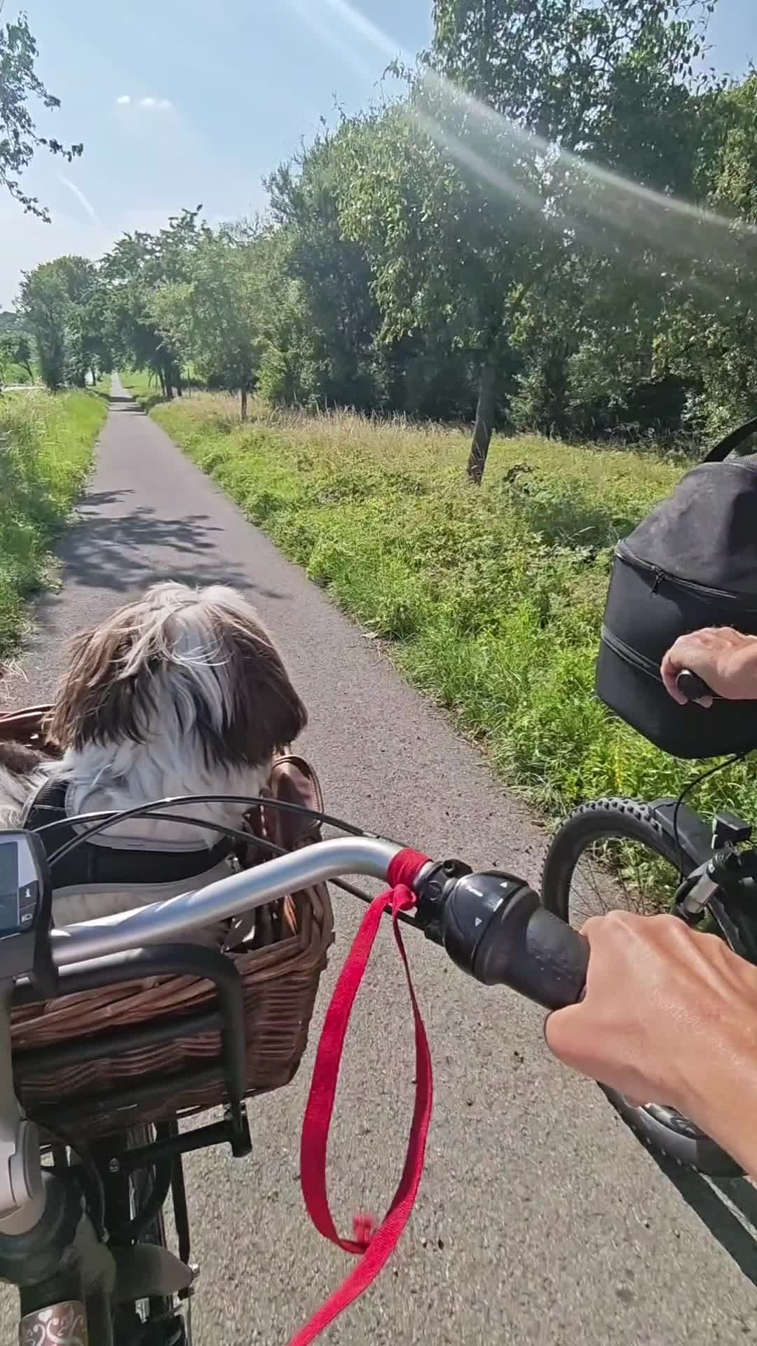 @12Pfoten&die Fellnasenmanager