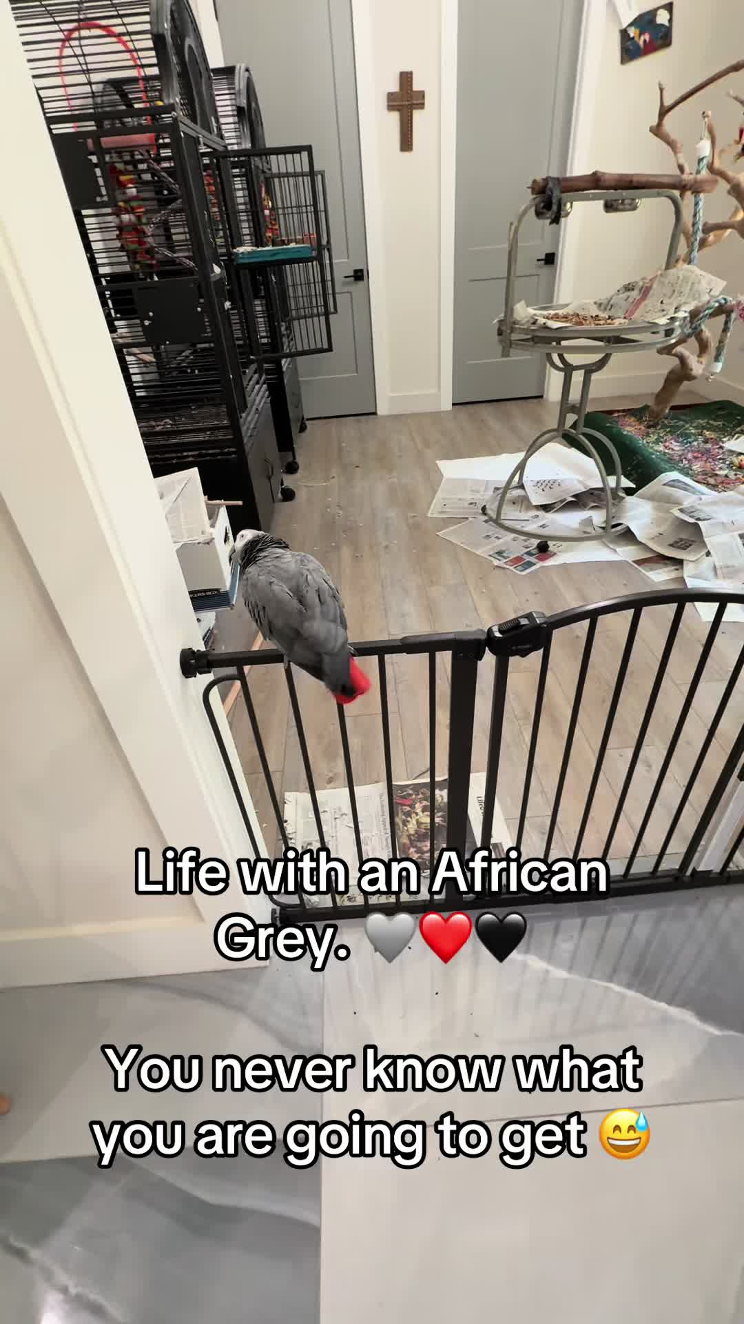 @Royal Bird Lady 💙
