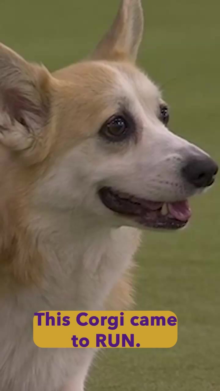 @Westminster Kennel Club