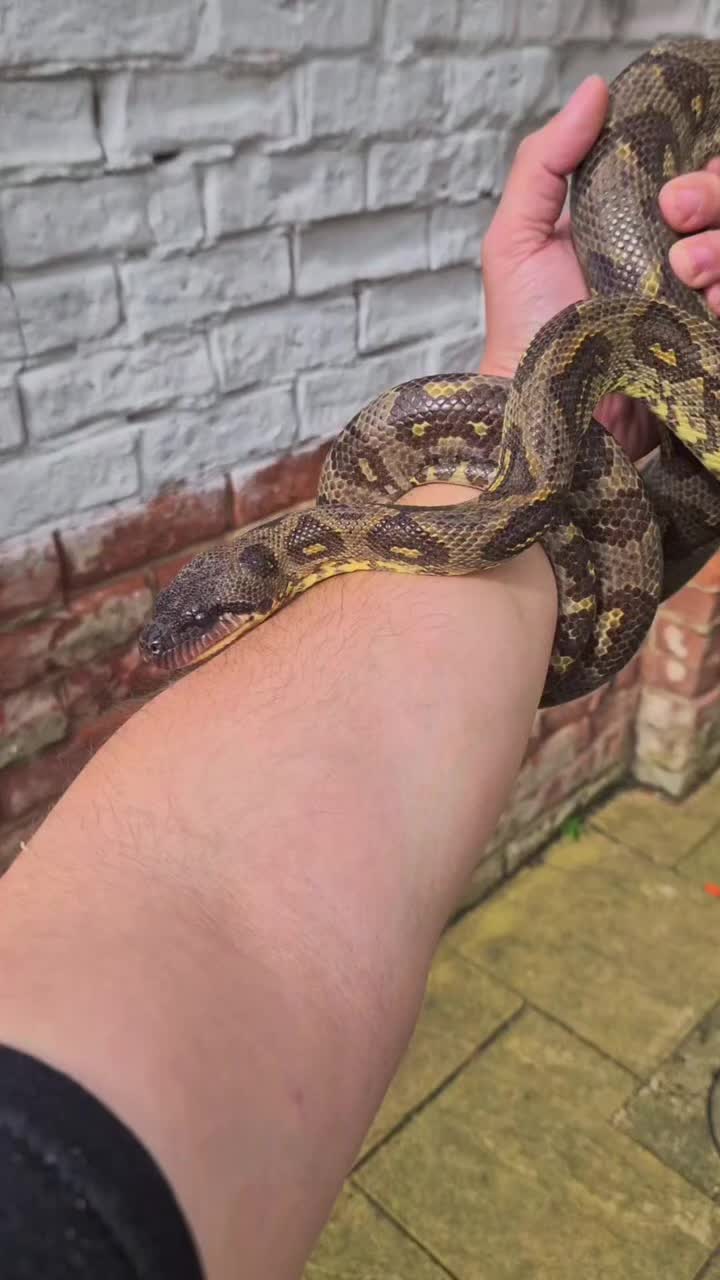 @T & N reptiles