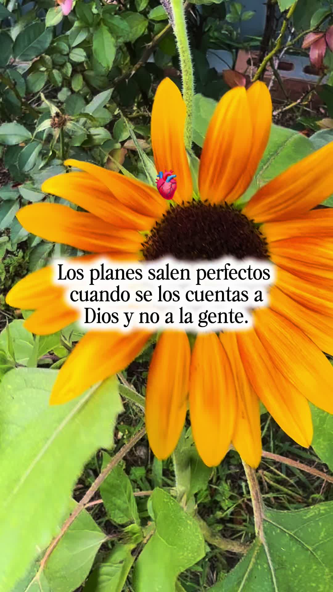 @marisolreyes1118