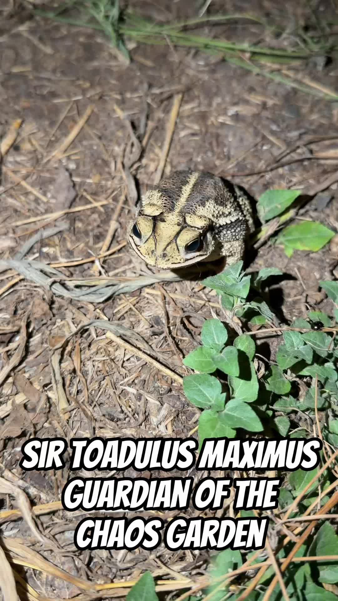@Sephist