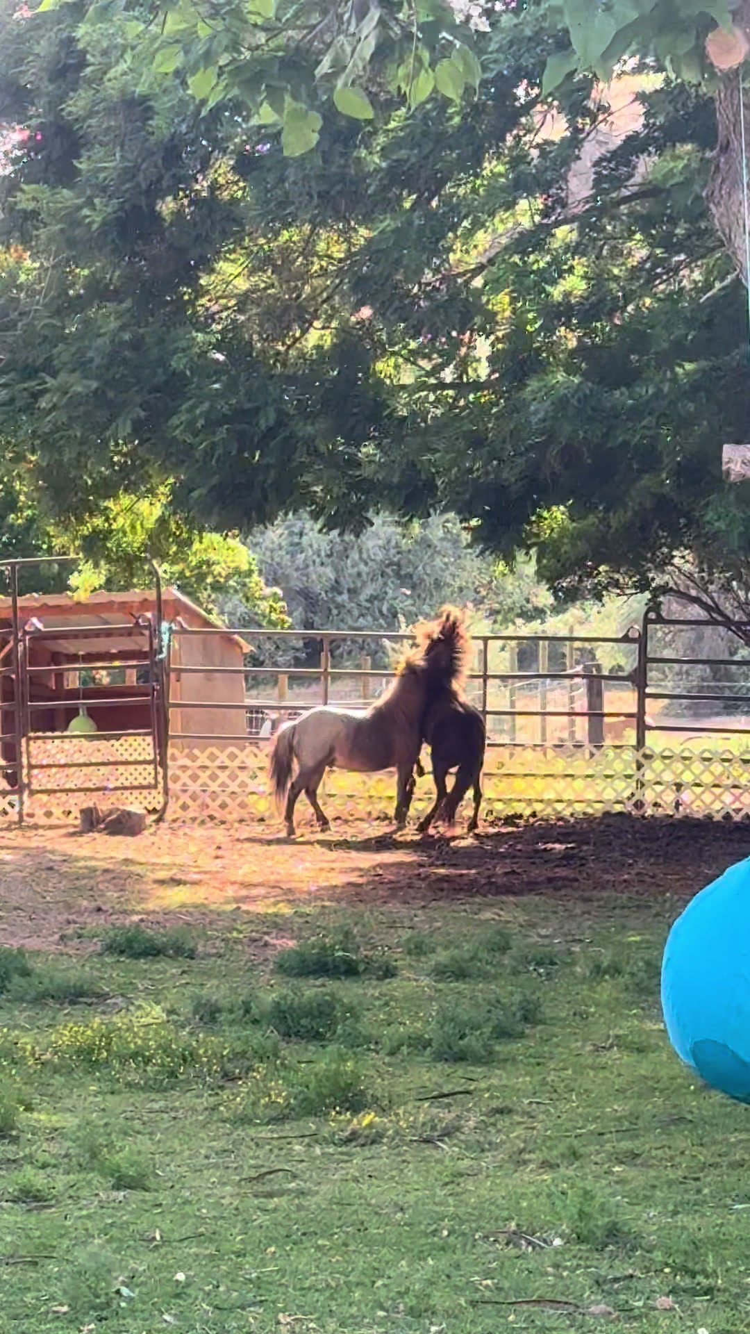 @Hot Sauce the Mini horse 🐎
