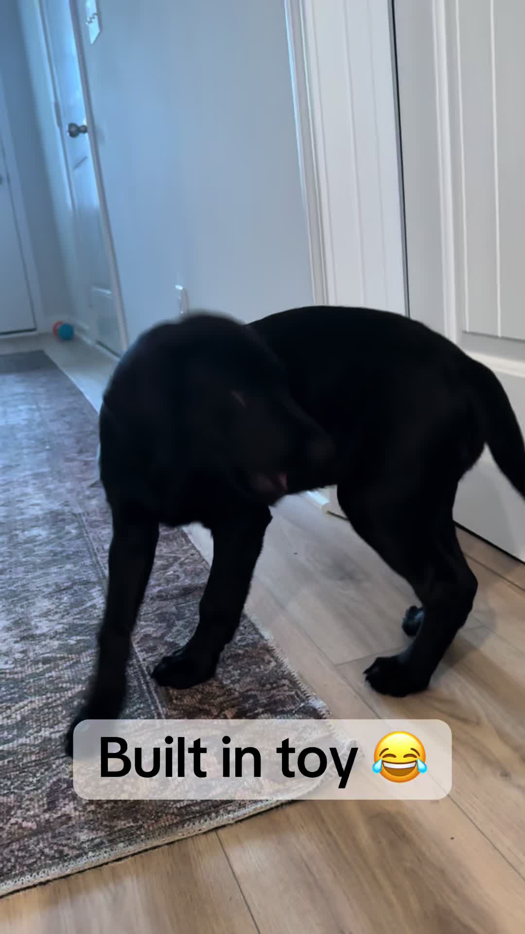 @ghostblacklab