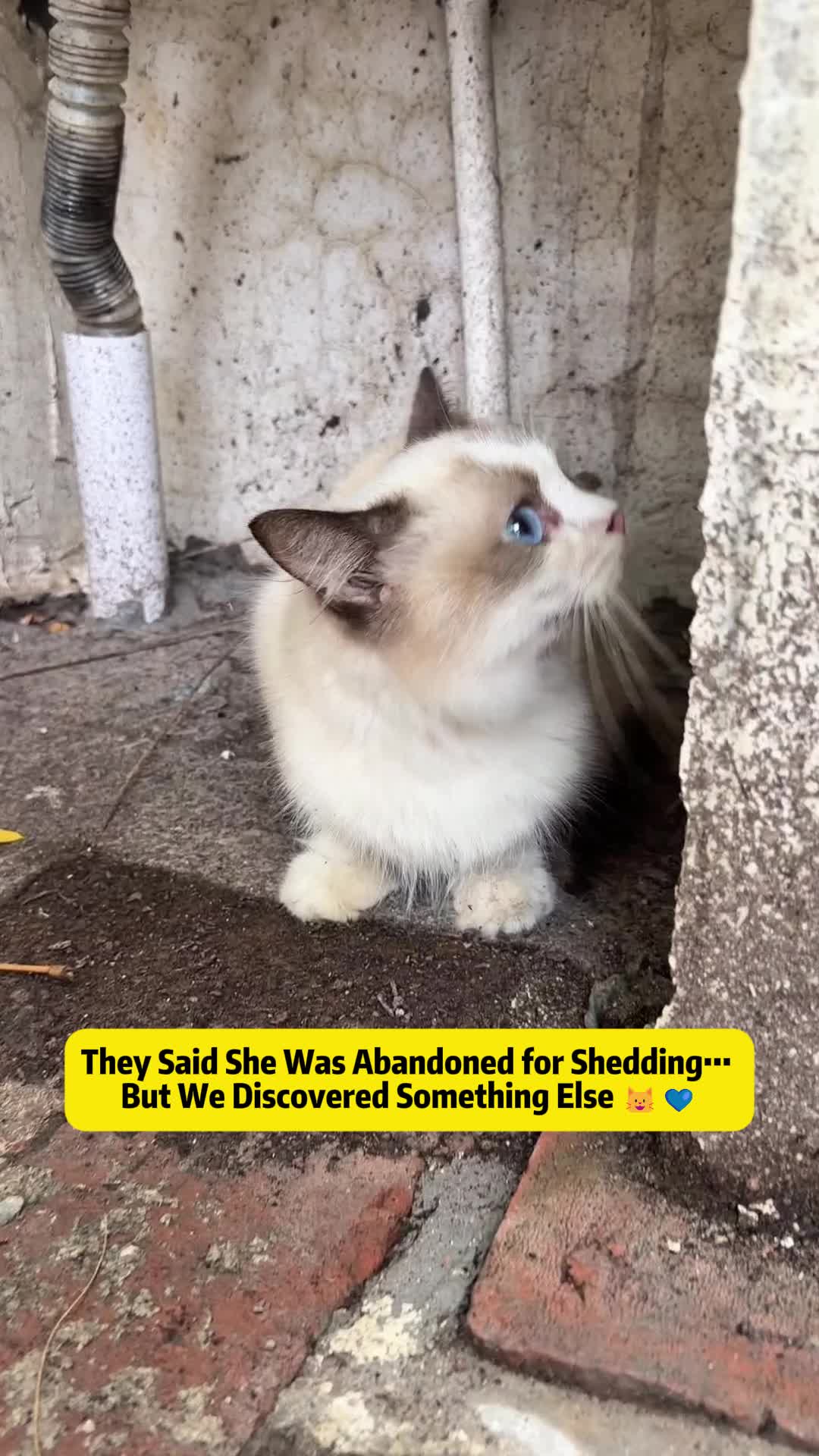 @Stray Cat Talkz
