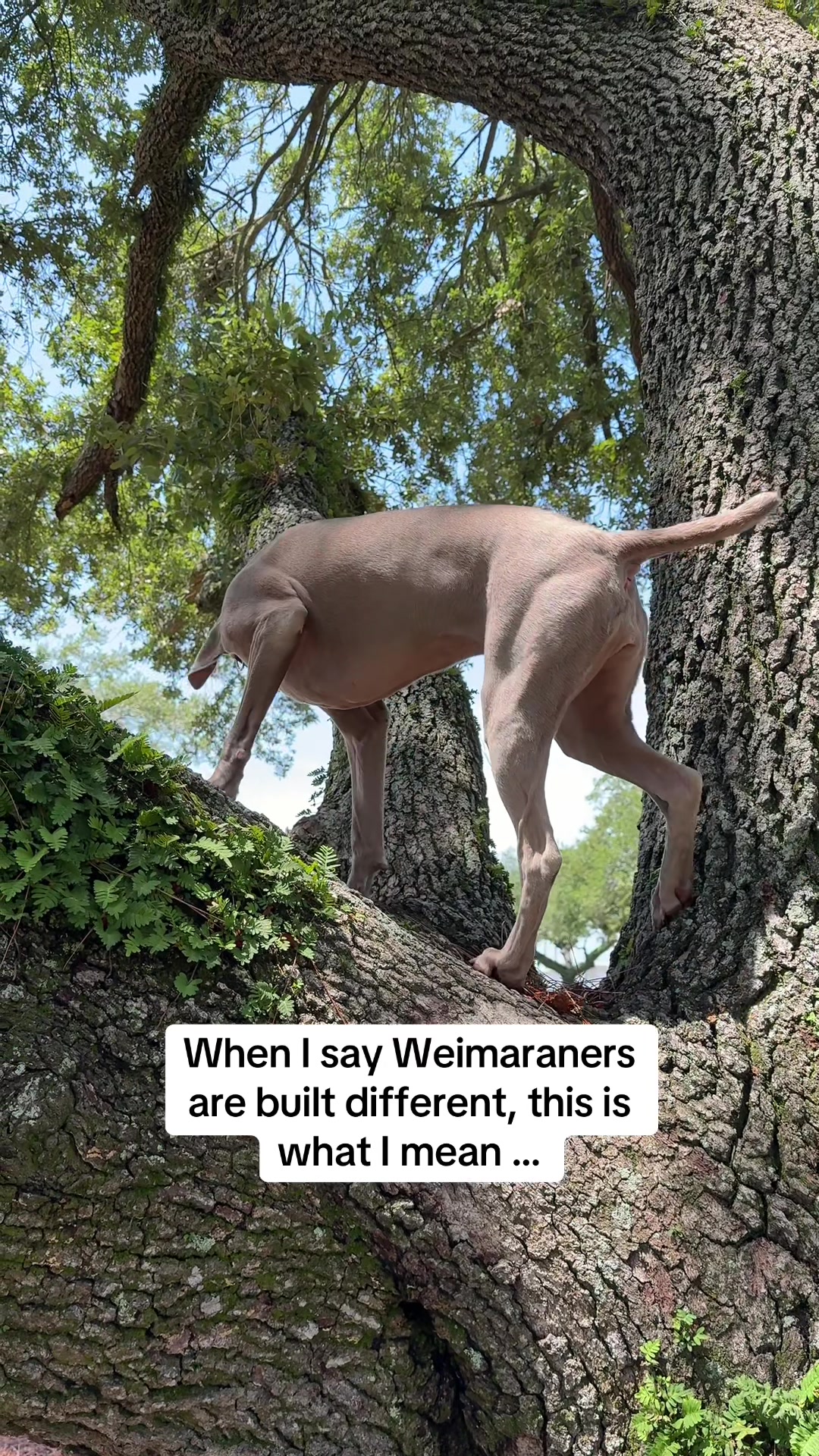 @Zoey the Weim