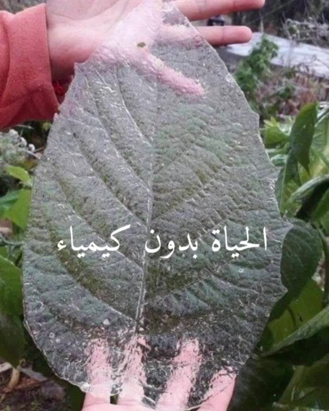 @نور𐙚
