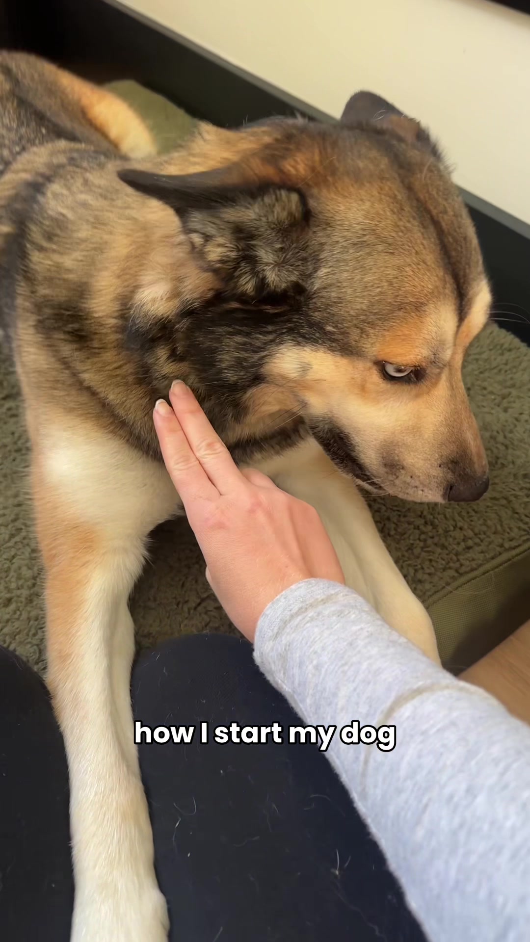 @Taylor + 4 dogs ๐ฉ๐ผ๐ถ๐ถ๐ถ๐ถ