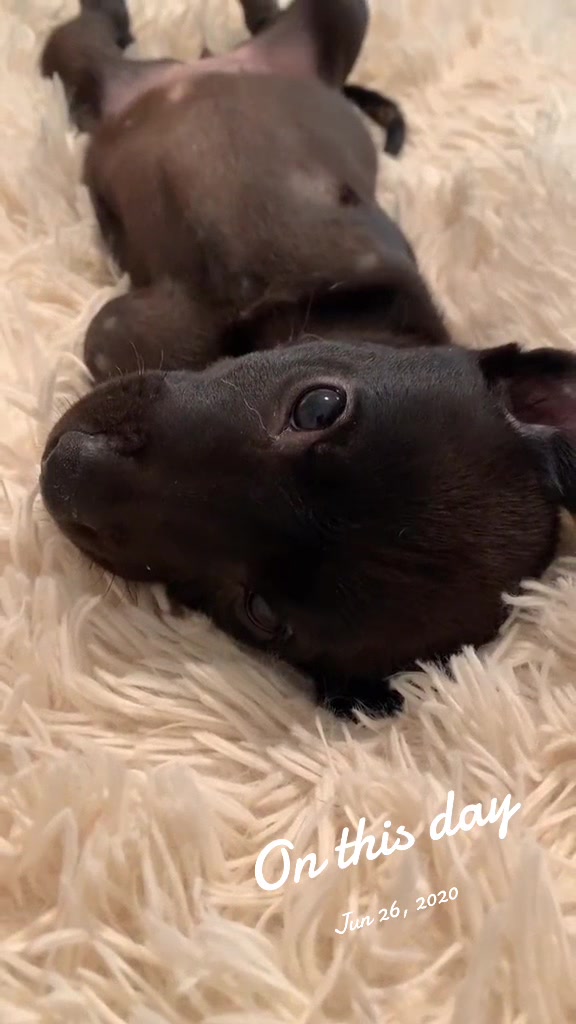 @dogmom76