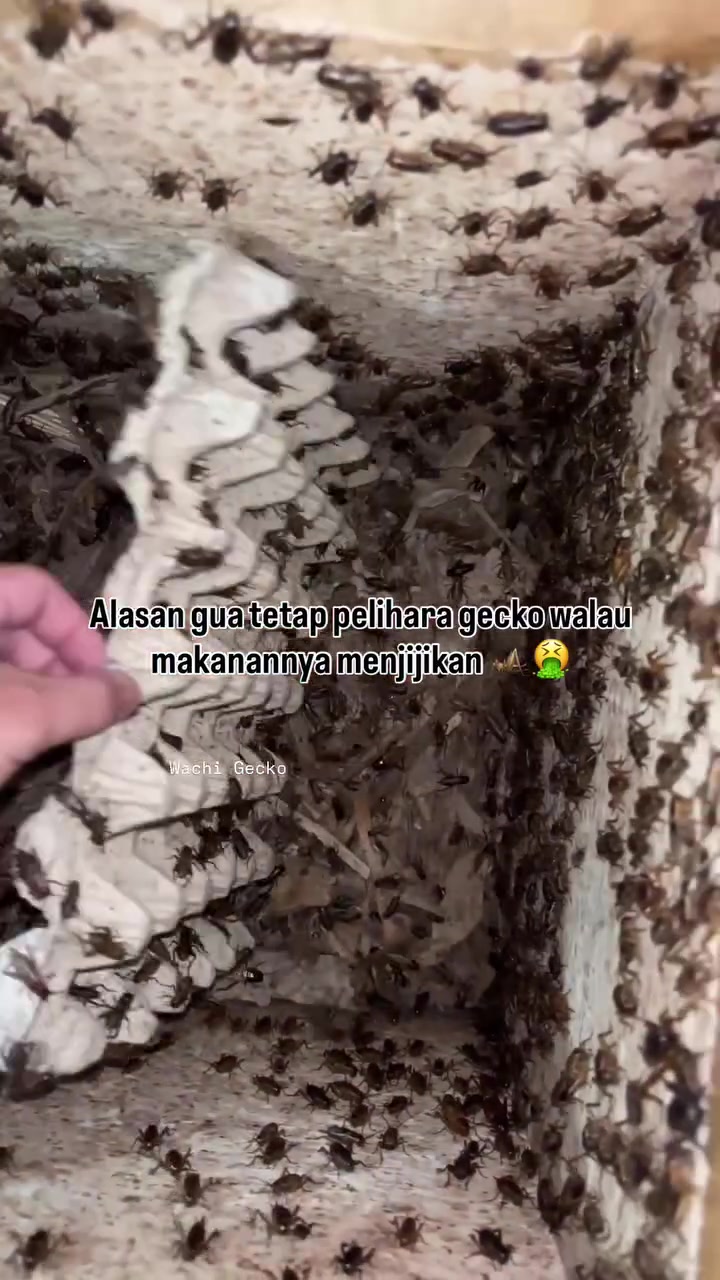 @wachigecko