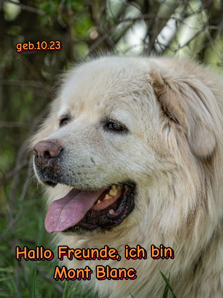 @Hundehilfe Bakony e.V.