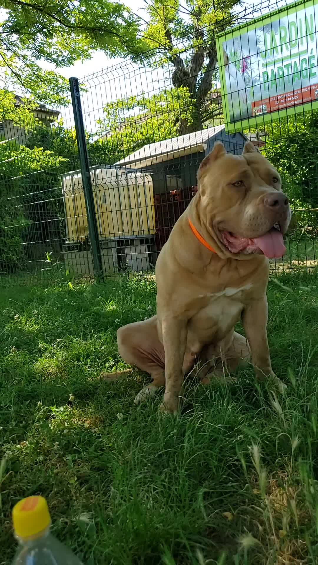 @AKATSUKI BULLY KENNEL 🇭🇹🇫🇷