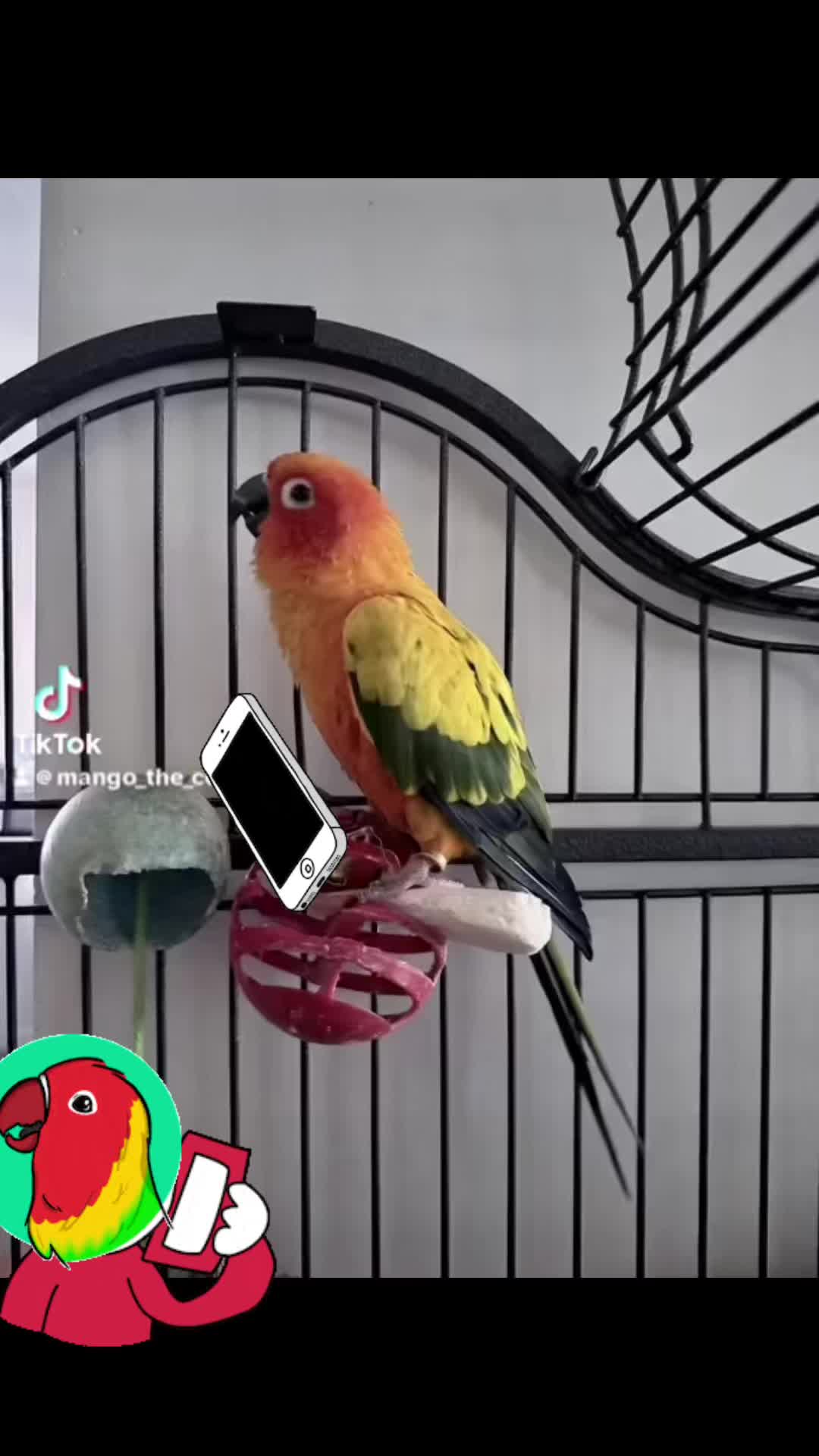 @Mango 🦜La cotorra solar