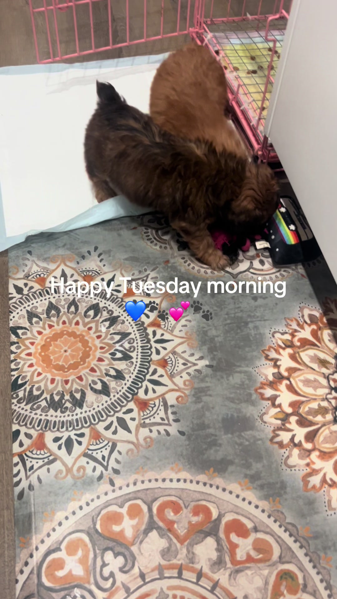 @Shortcake_kennel_2