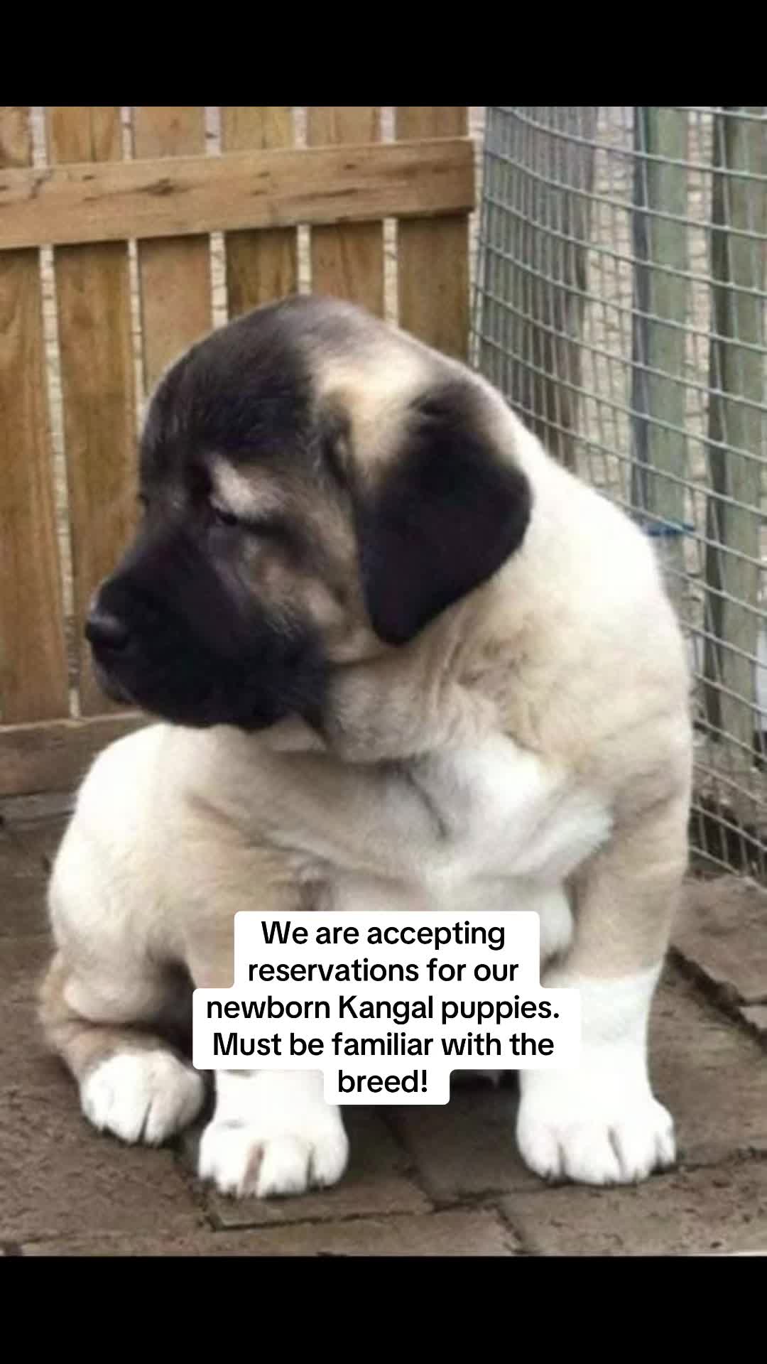 @Ultimate Puppies