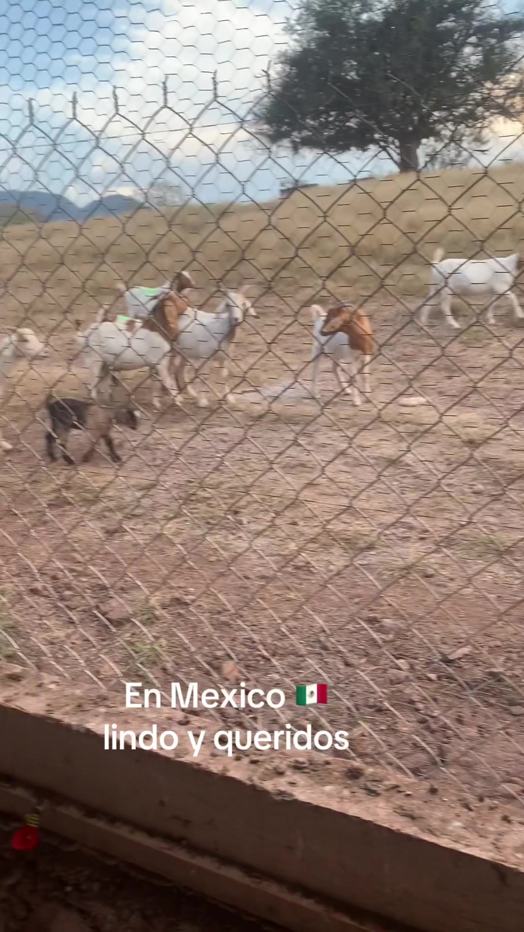 @Florlopez1084