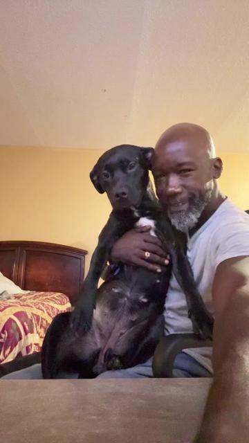 @Dogs in blue