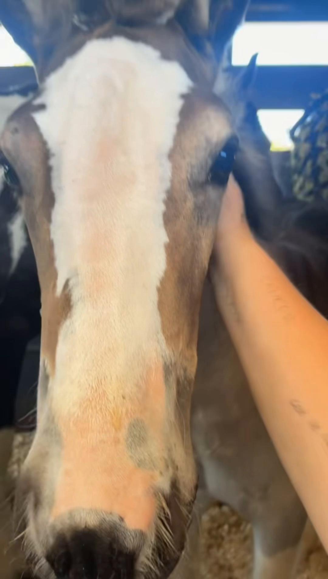 @horseshowqueen89