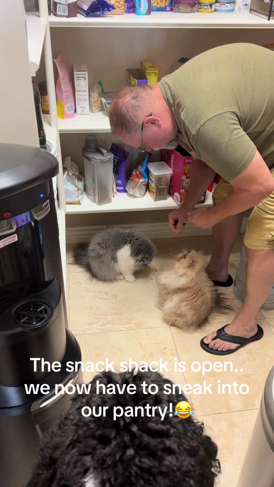 @Biscotti & Figaro