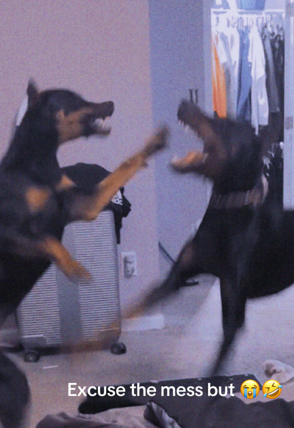 @Kiley - dog trainer