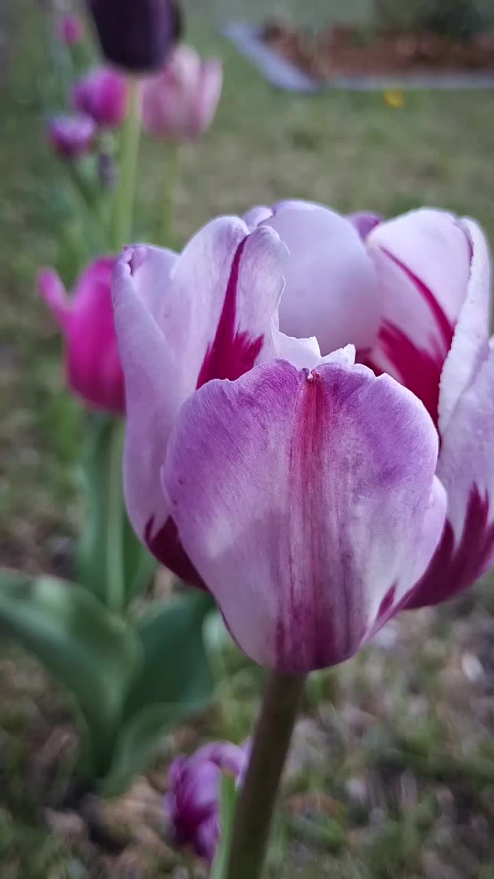 @RoseGardenMT