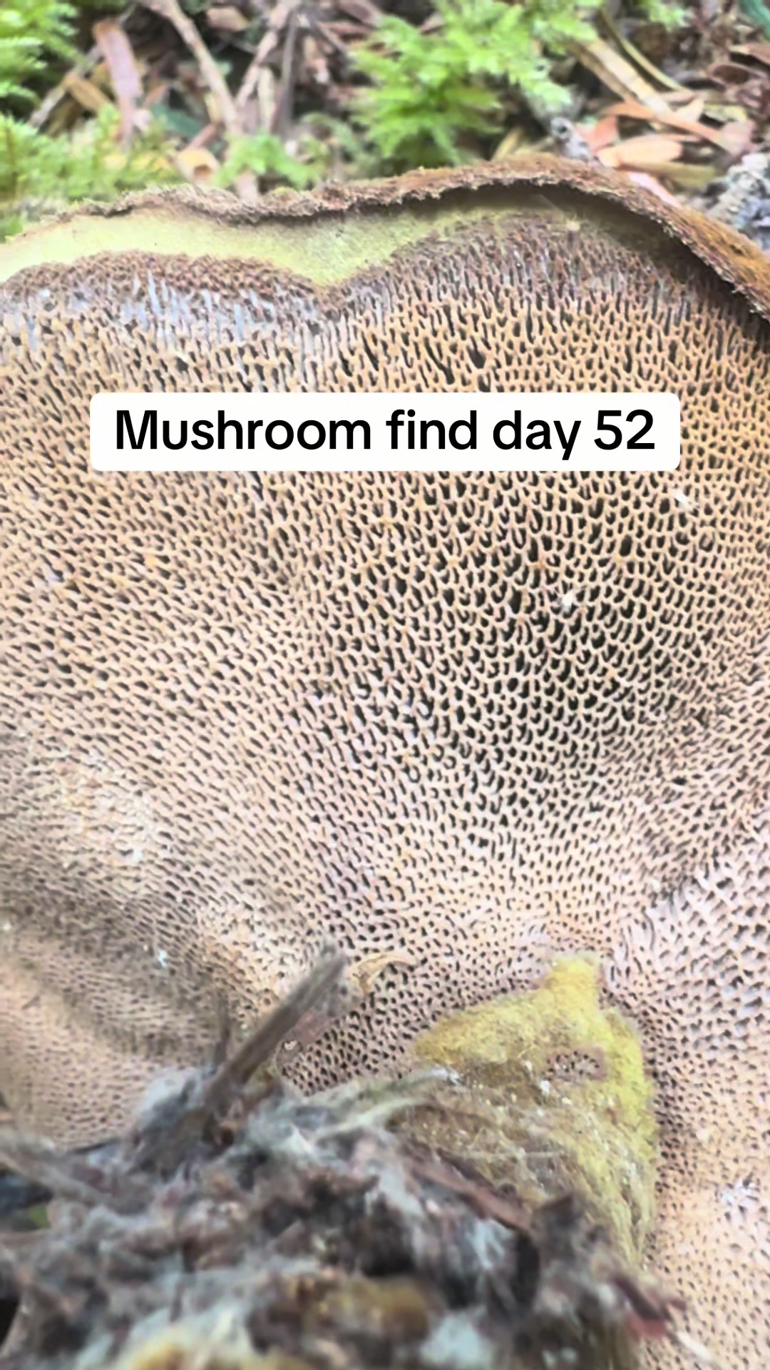 @Fungusamungus
