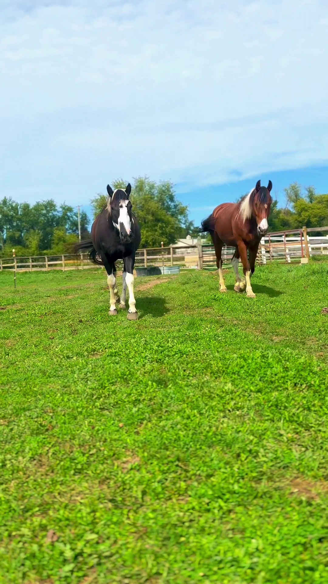 @Free Spirit Equestrian