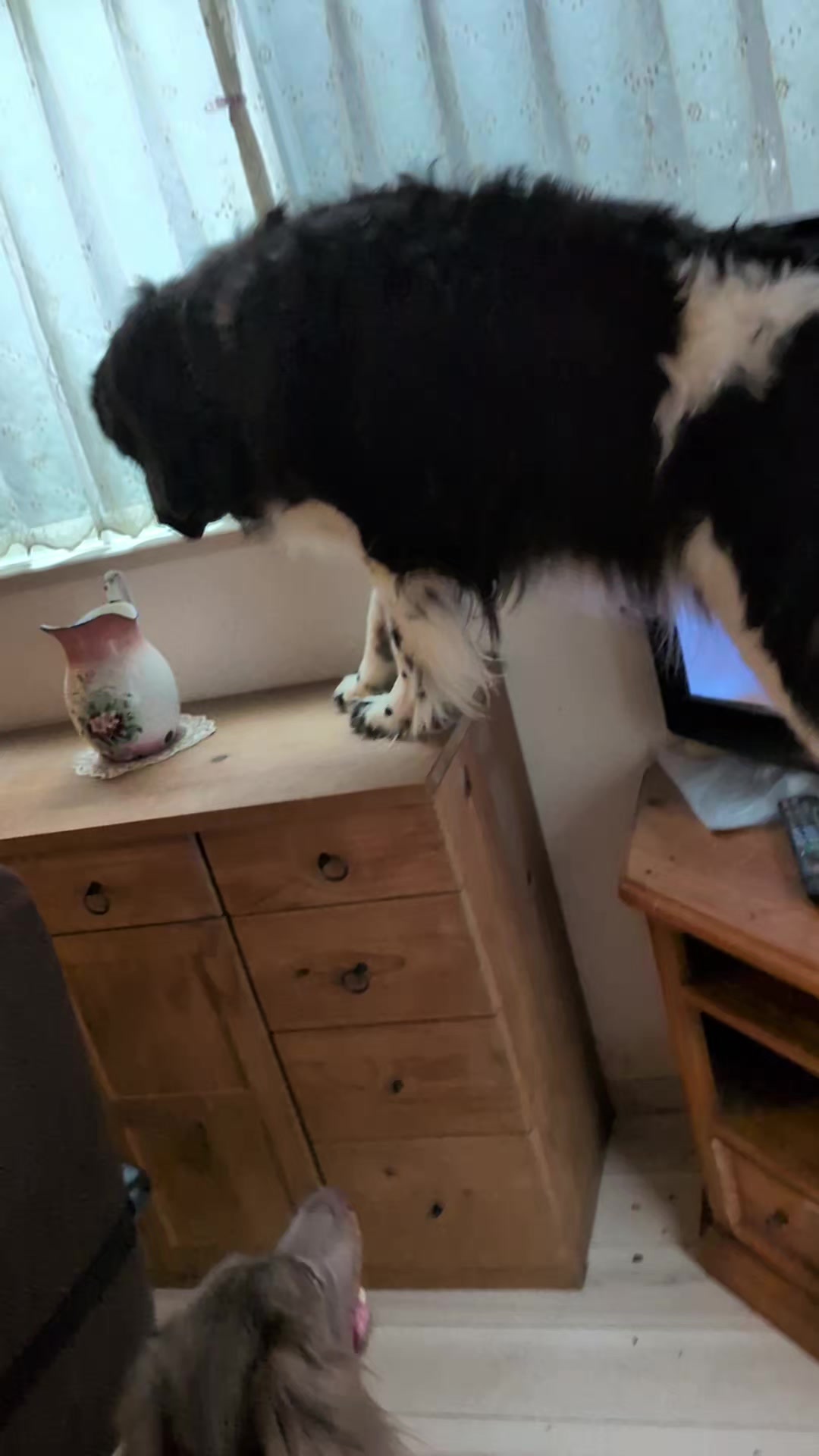 @大型犬3頭&小型老犬4頭多頭飼いの生活