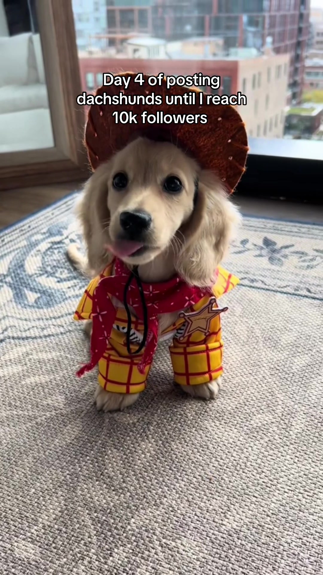 @Cute dachshund core
