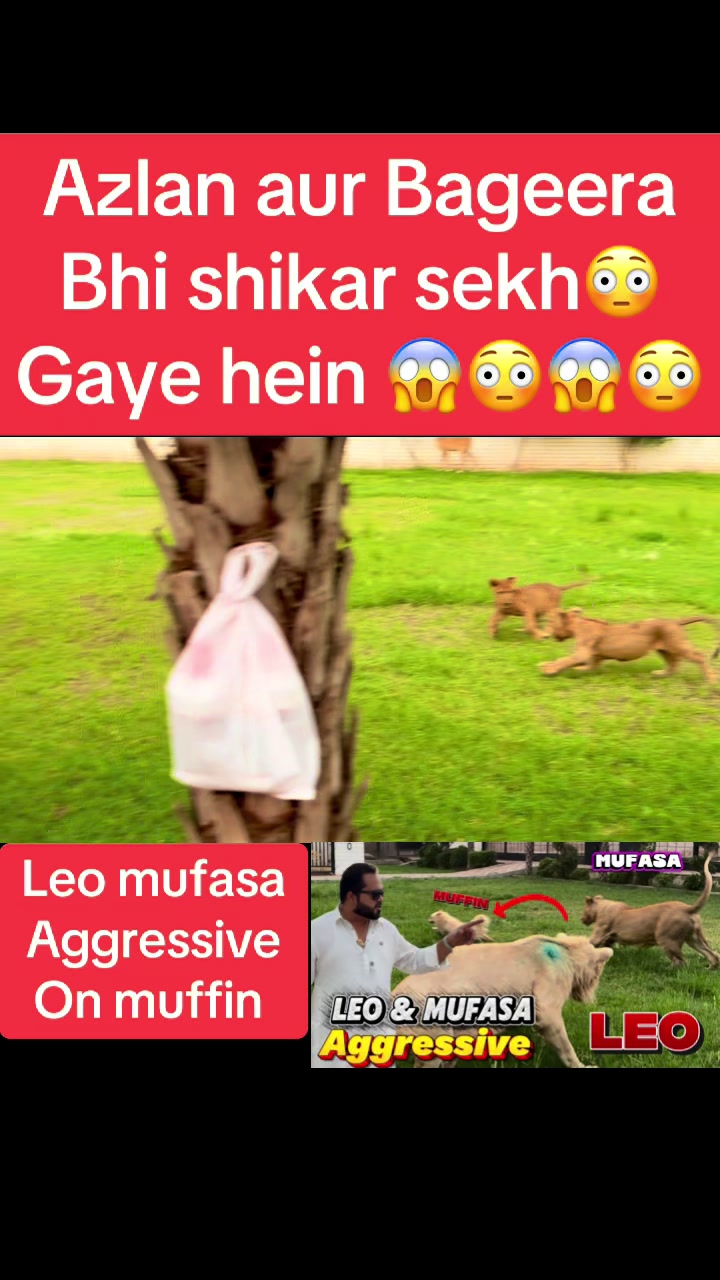 @Mian saqib