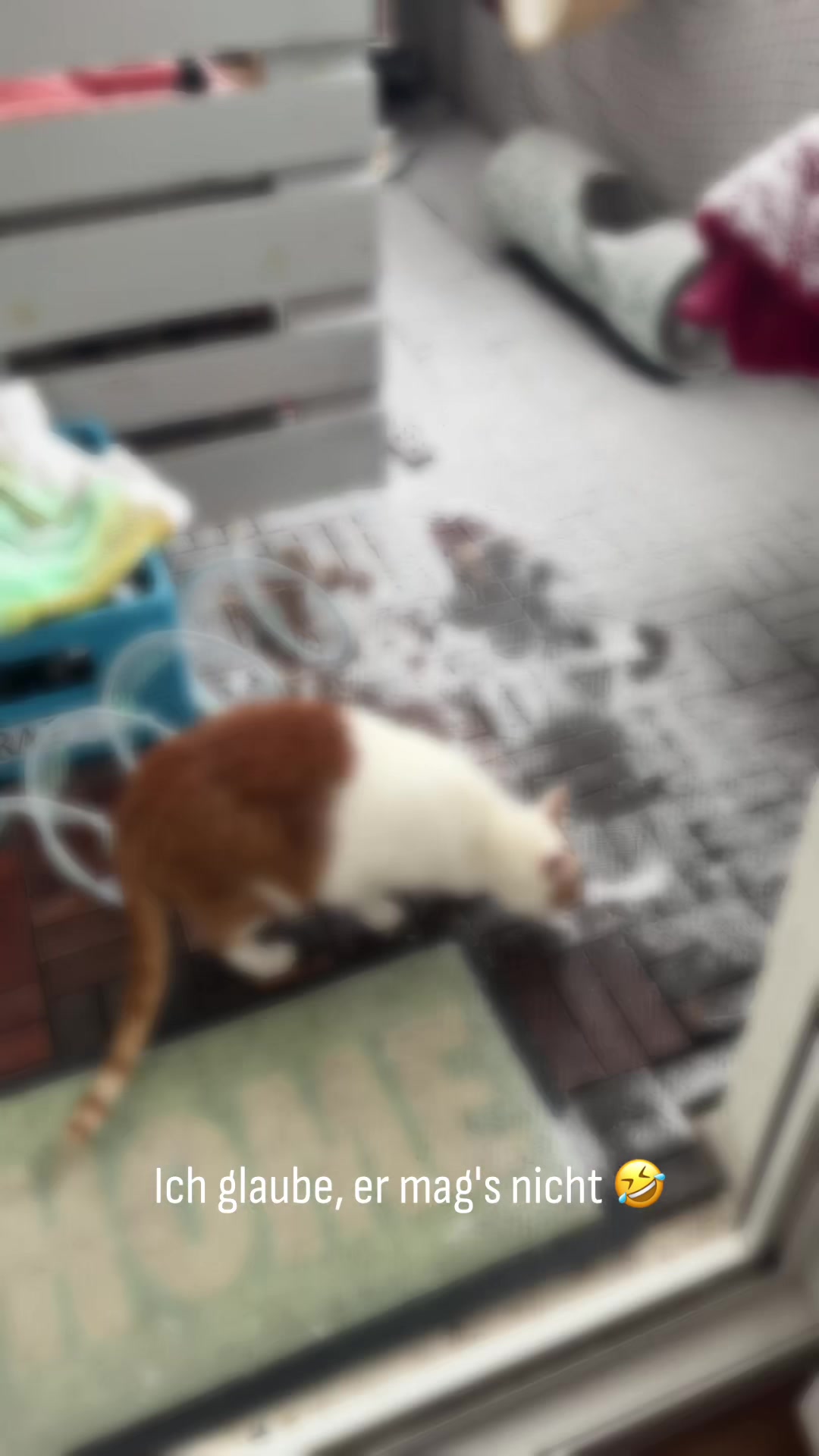 @Aileens_Katzen_Alltag
