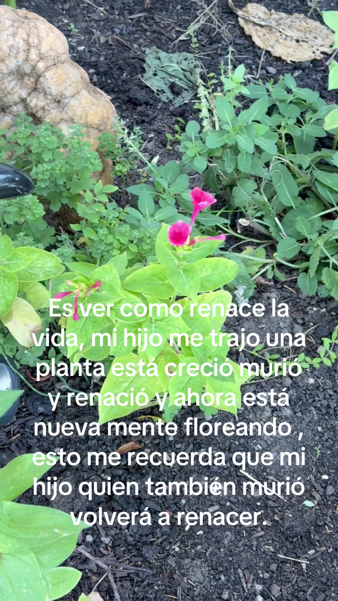 @Lu Jiménez