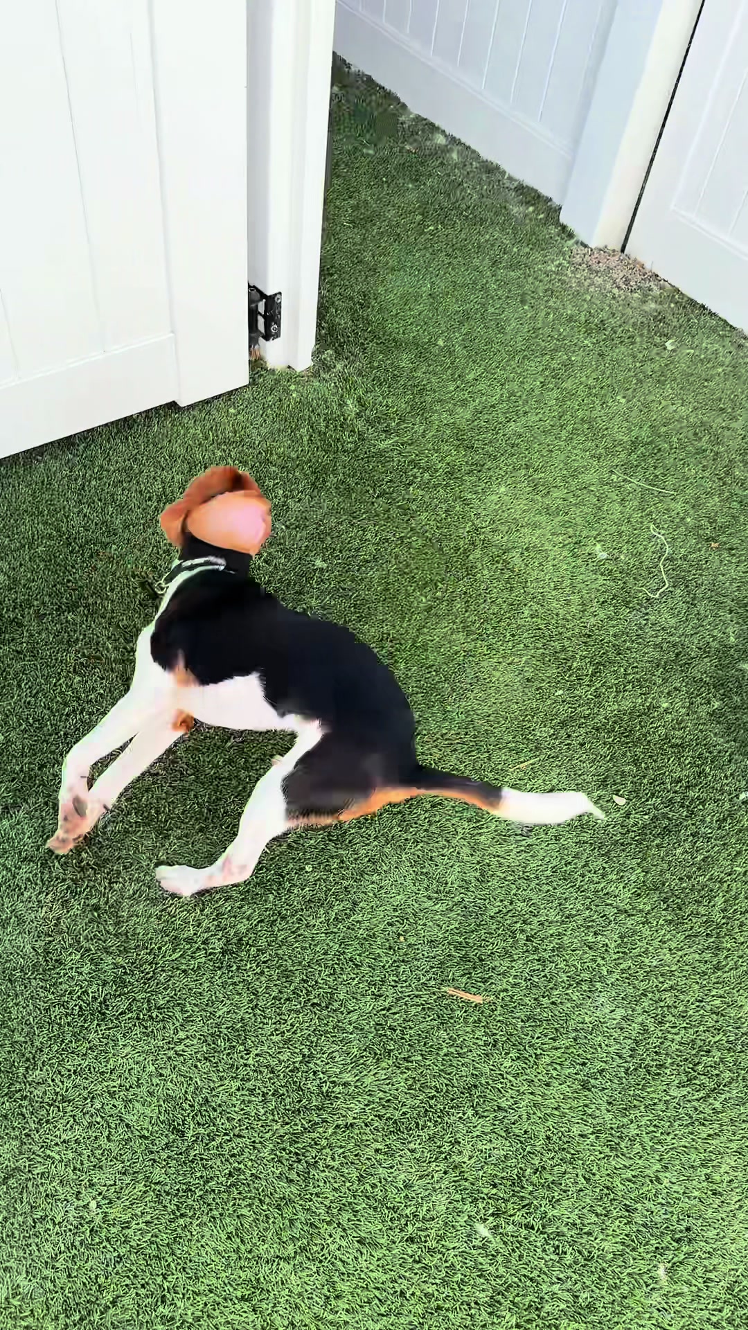 @Bed Bark and Beyond