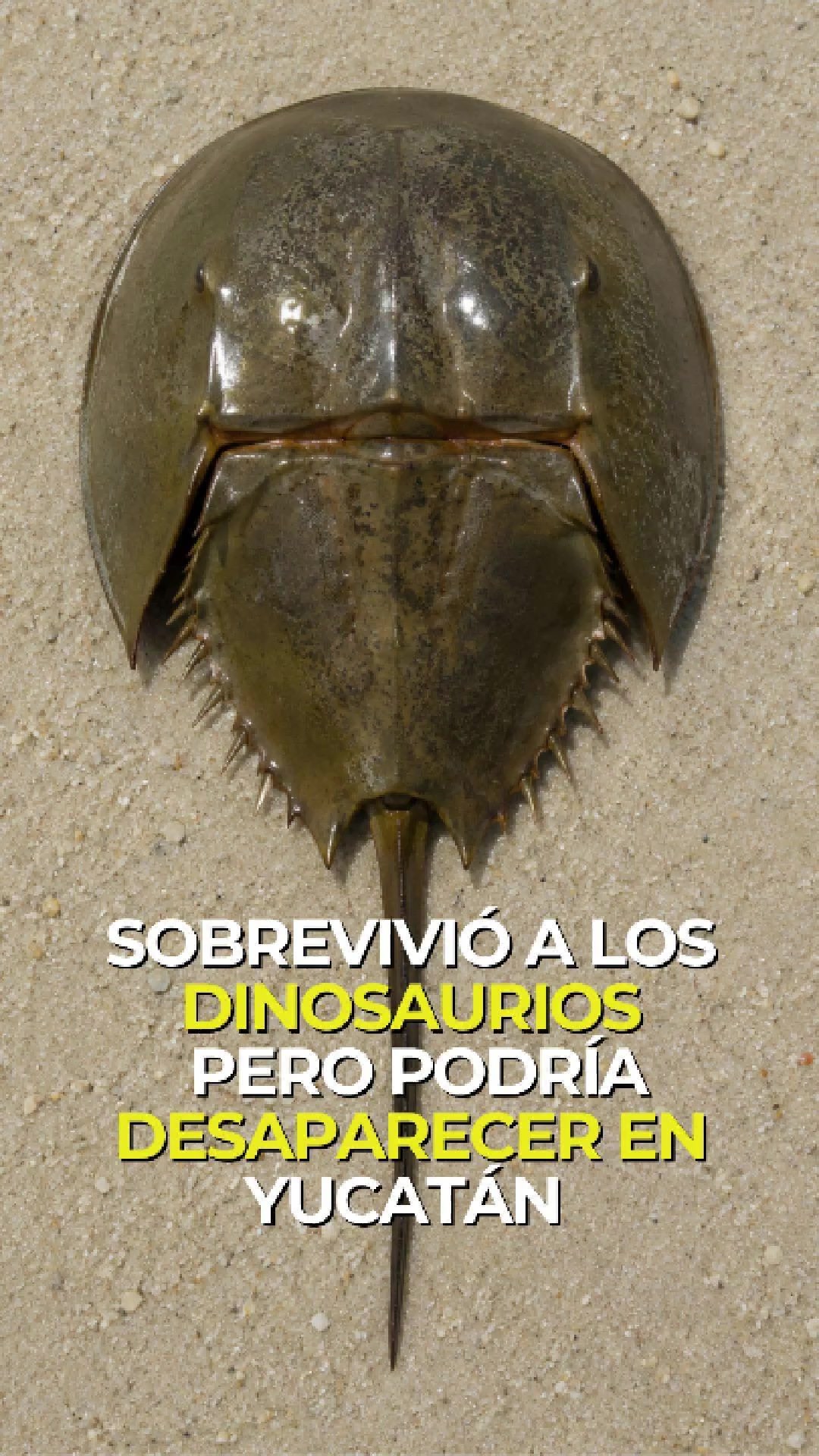 @Con Acento