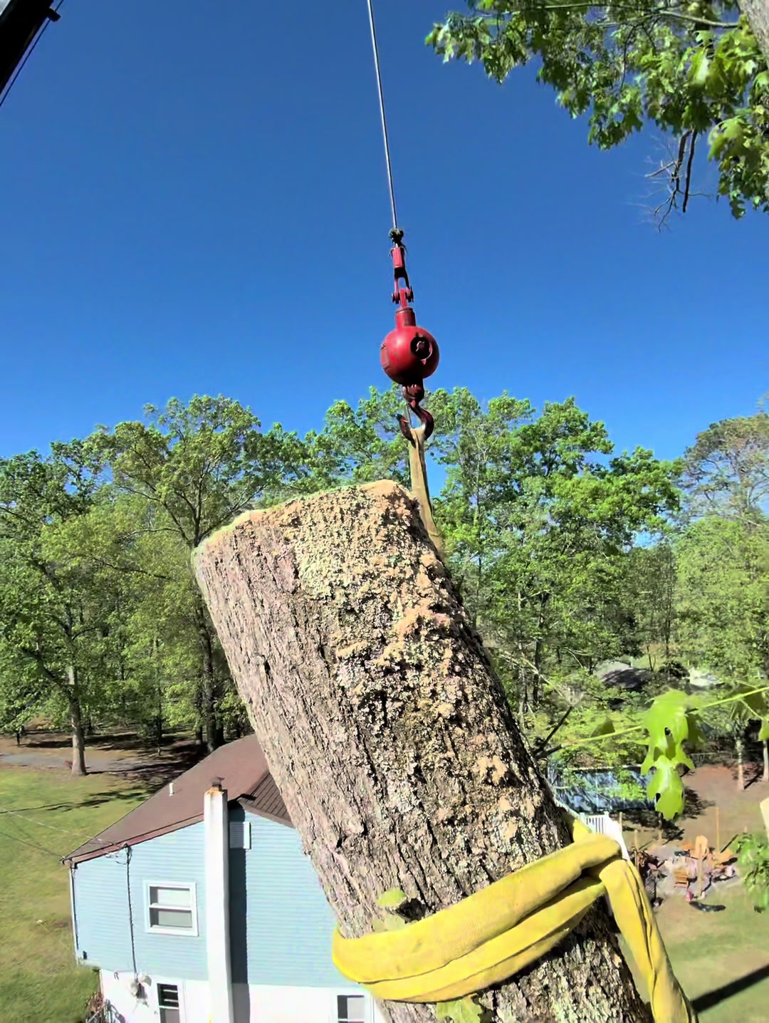 @Buzzsawtrees