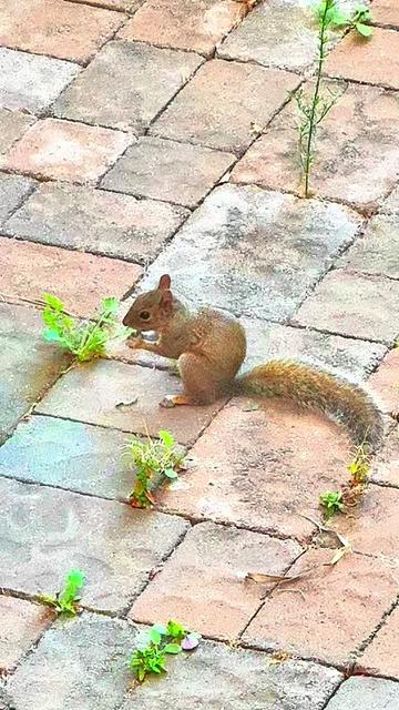 @DailyDoseOfSquirrels