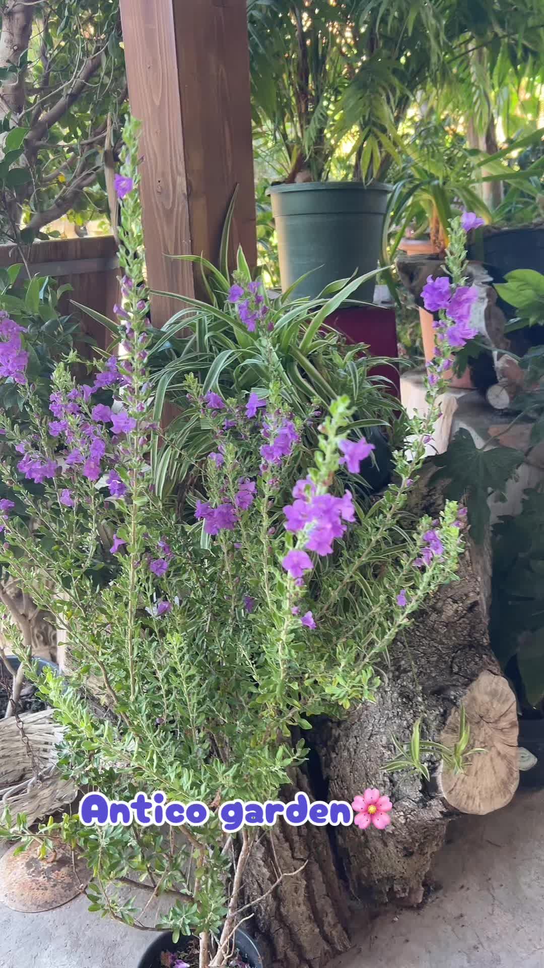 @vivaioanticogarden