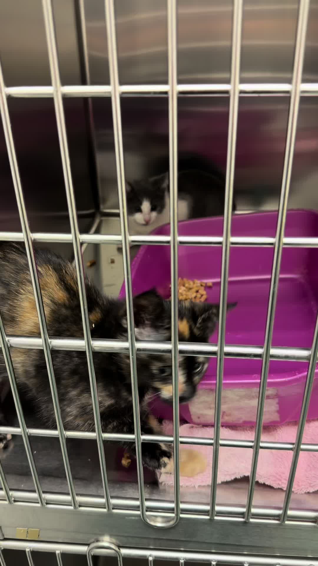 @ArlingtonAnimalHospitalsk