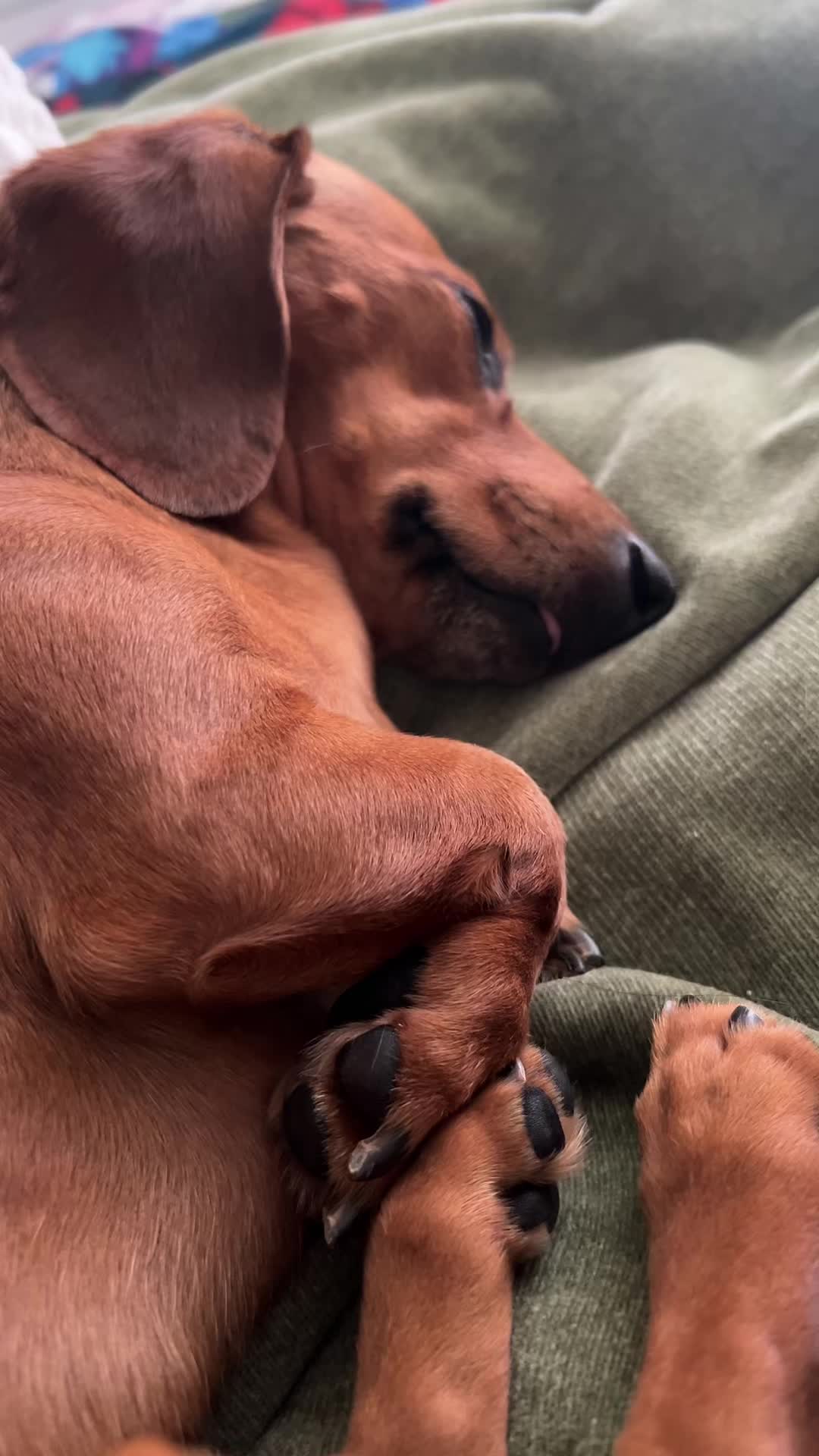 @Slinky Severus-Doo