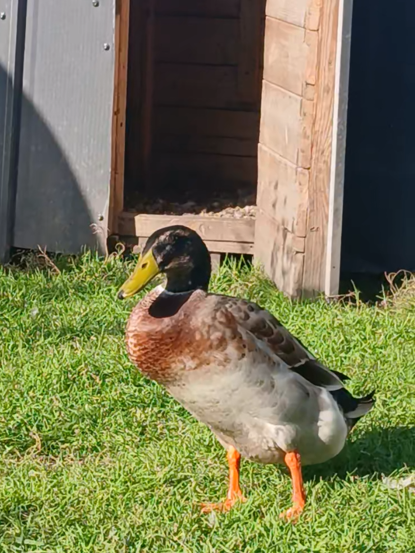 @Kaczogr&oacute;d u Milki🦆🦆🦆🦆