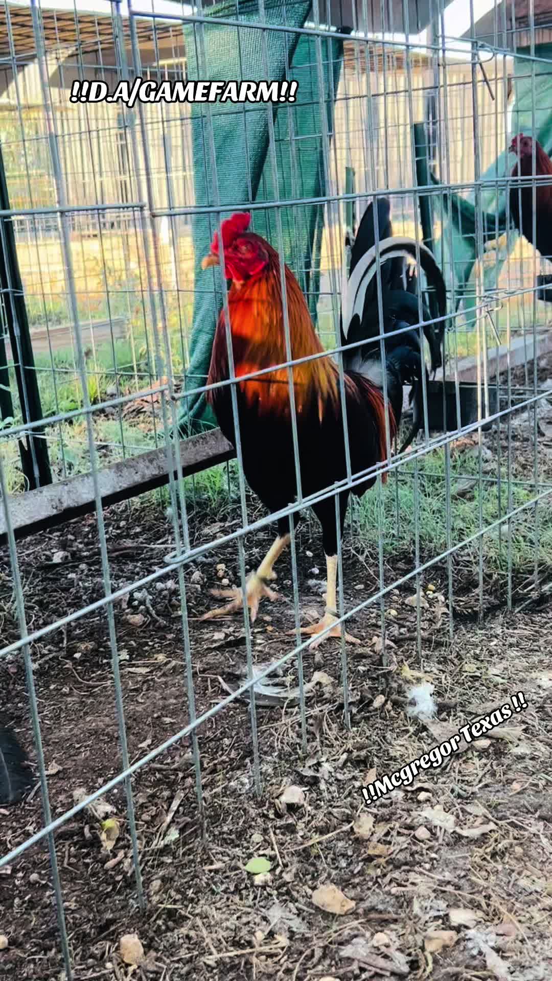 @DAgamefarm