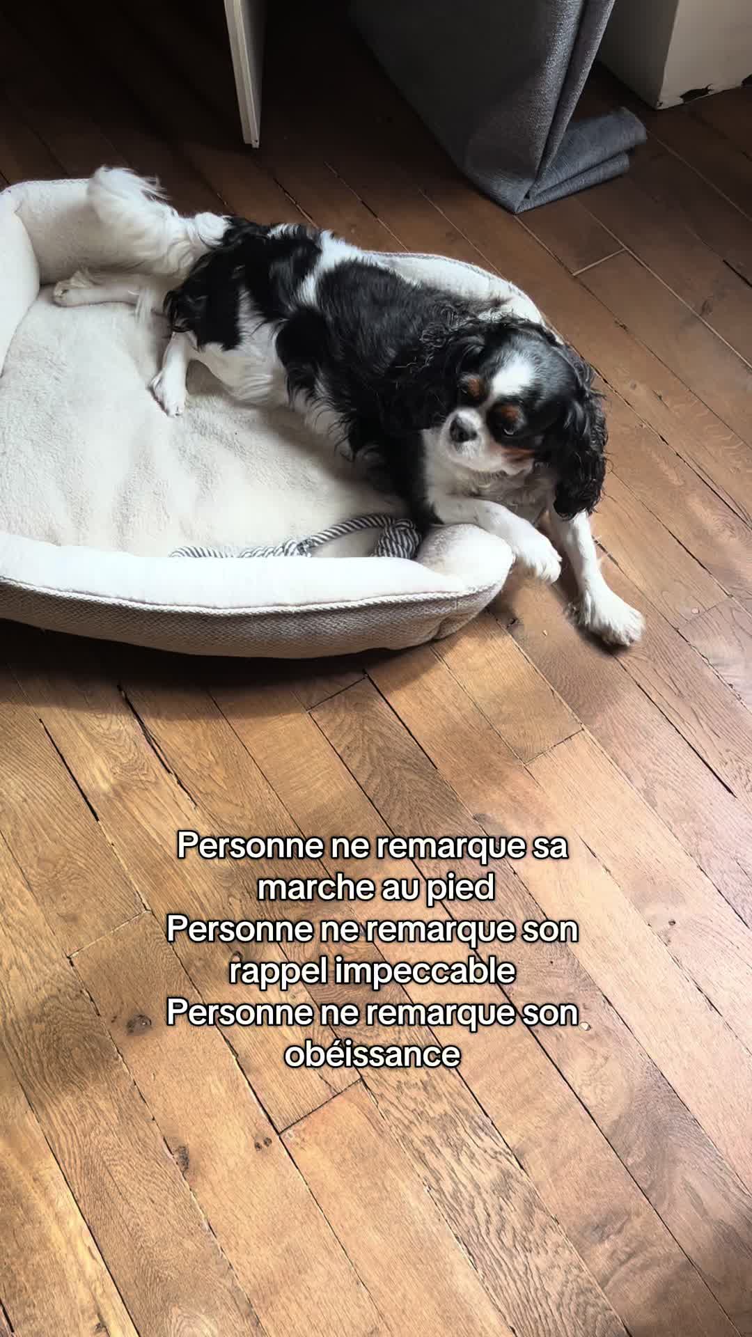 @Cavalier King Charles