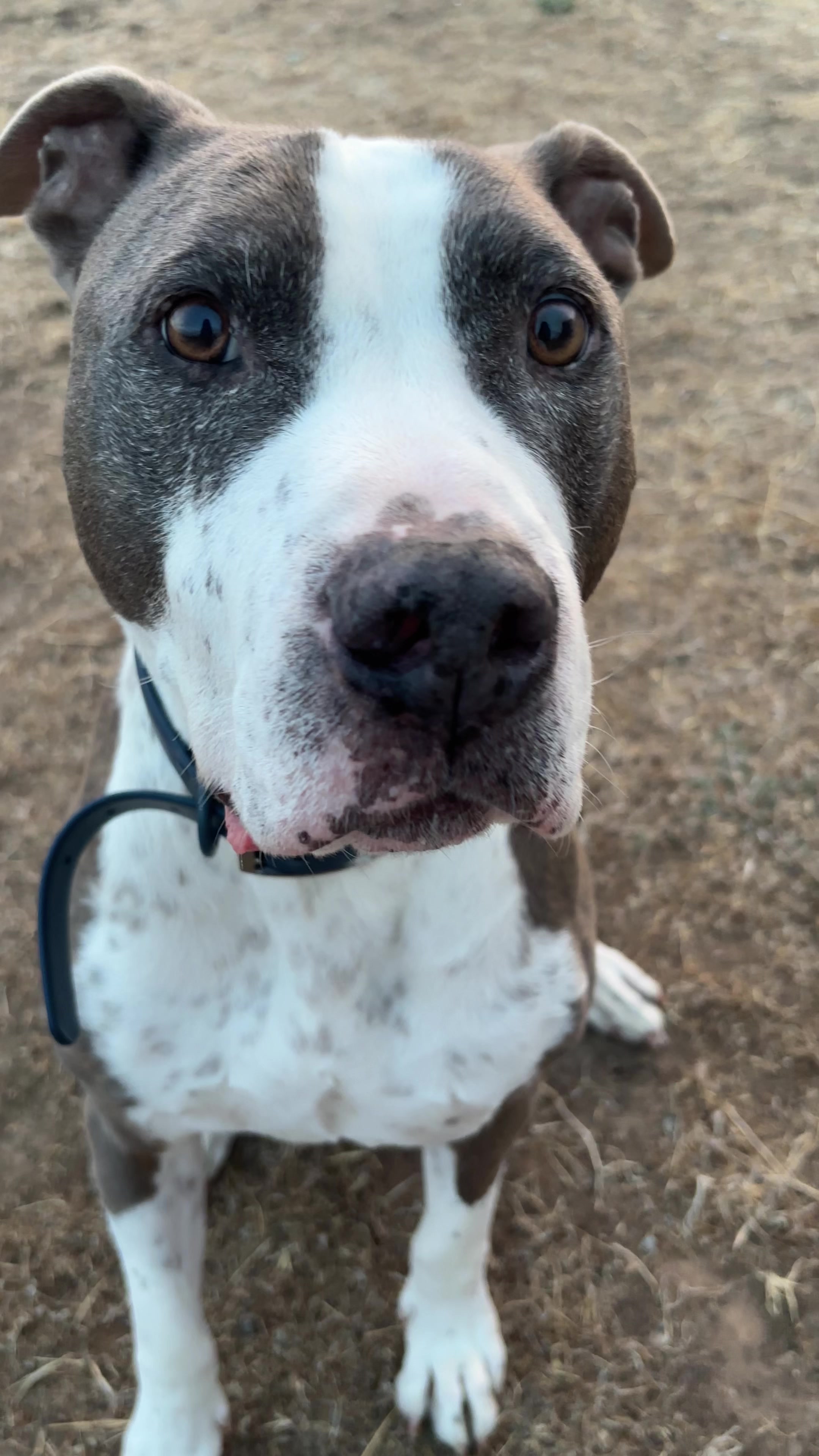 @caponethepitty